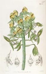 Catasetum cristatum, avec fleurs femelles (en haut) et fleurs mâles (en bas). Erronément décrit par le Dr John Lindley comme Monochanthus cristatus et Myanthus cristatus